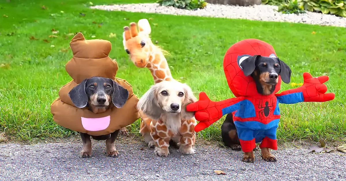 Funny and Adorable Little Dachshunds Embark on Trick-or-Treat Heist