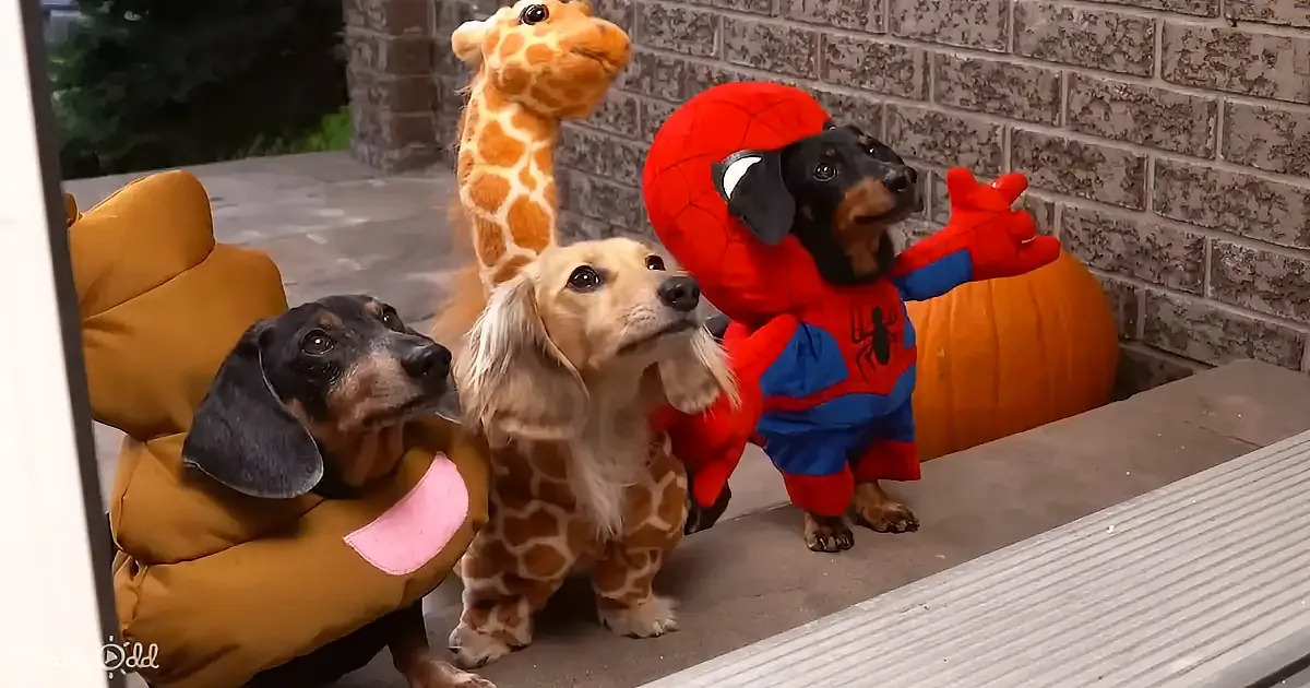 Three dogs in costumes (giraffe, Spider-Man, and another) stand together, looking up, with a pumpkin and brick wall in...