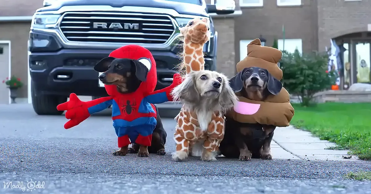 Three dogs in costumes (Spider-Man, giraffe, poop) stand on a street in front of a Ram truck.