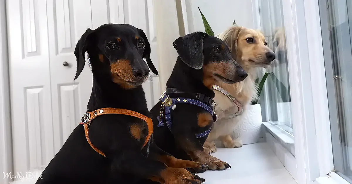 Two Dachshunds in harnesses sit side by side, gazing out a window, with a third dog partially visible behind them.