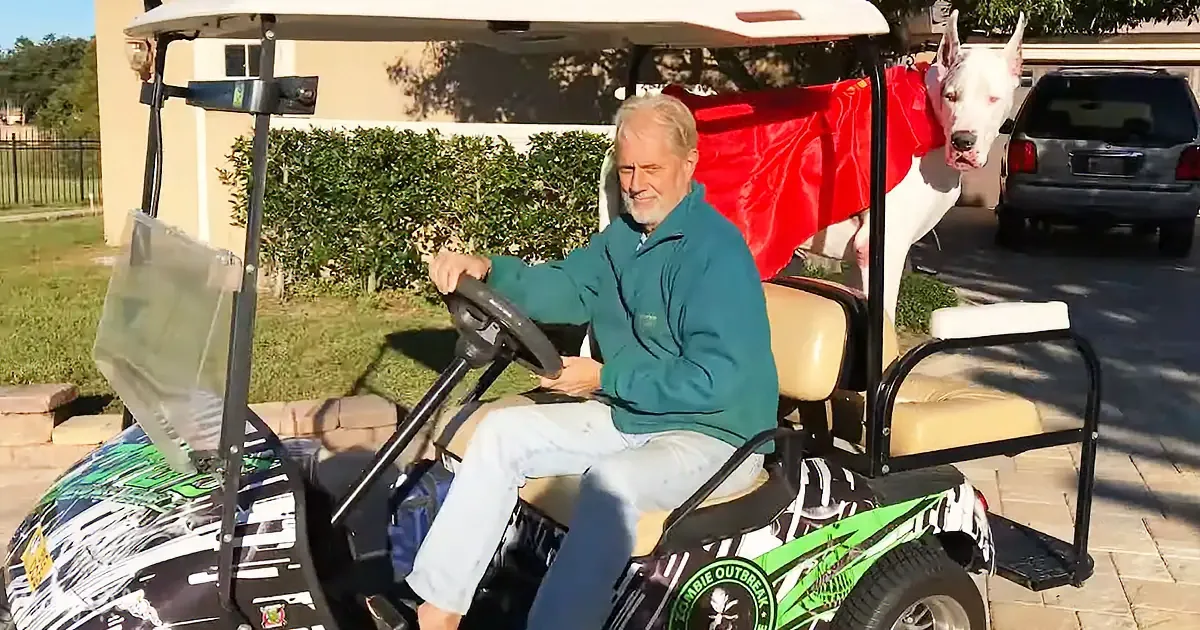 A man drives a decorated golf cart with a dog in a red cape as a passenger.