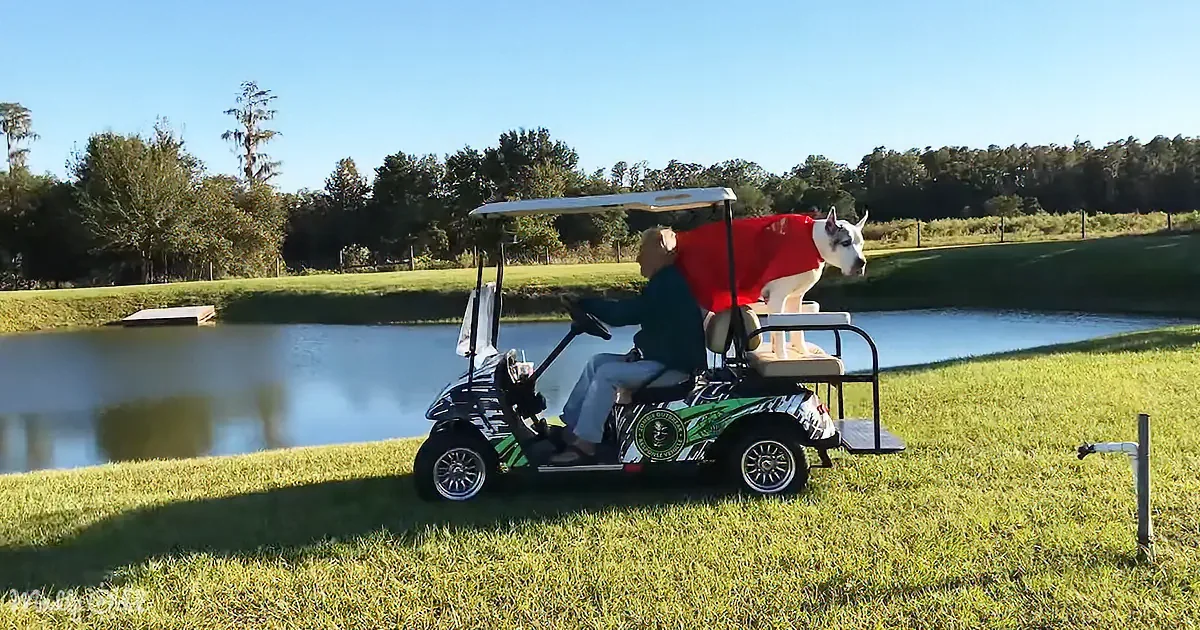 A man drives a golf cart with a dog wearing a red sweater on the back, near a pond on a sunny day.