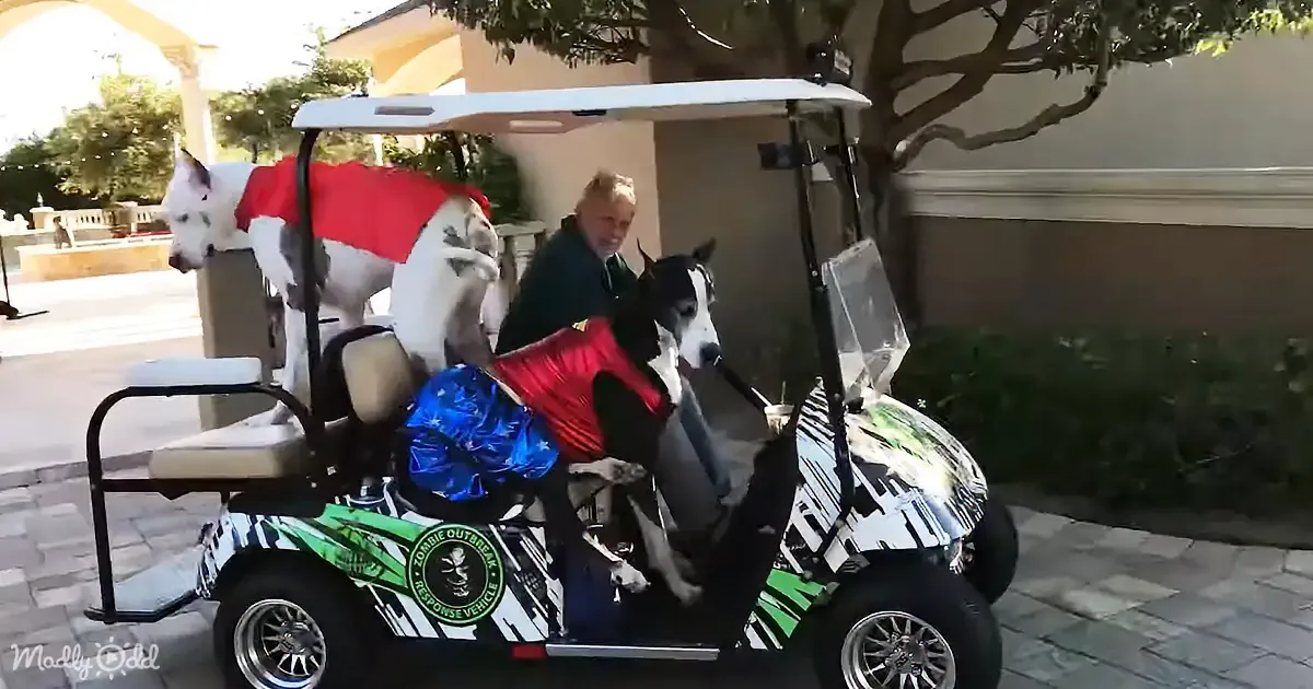 A person sits in a decorated golf cart with two dogs, one in a red cape, the other in a blue cape, both on the cart.