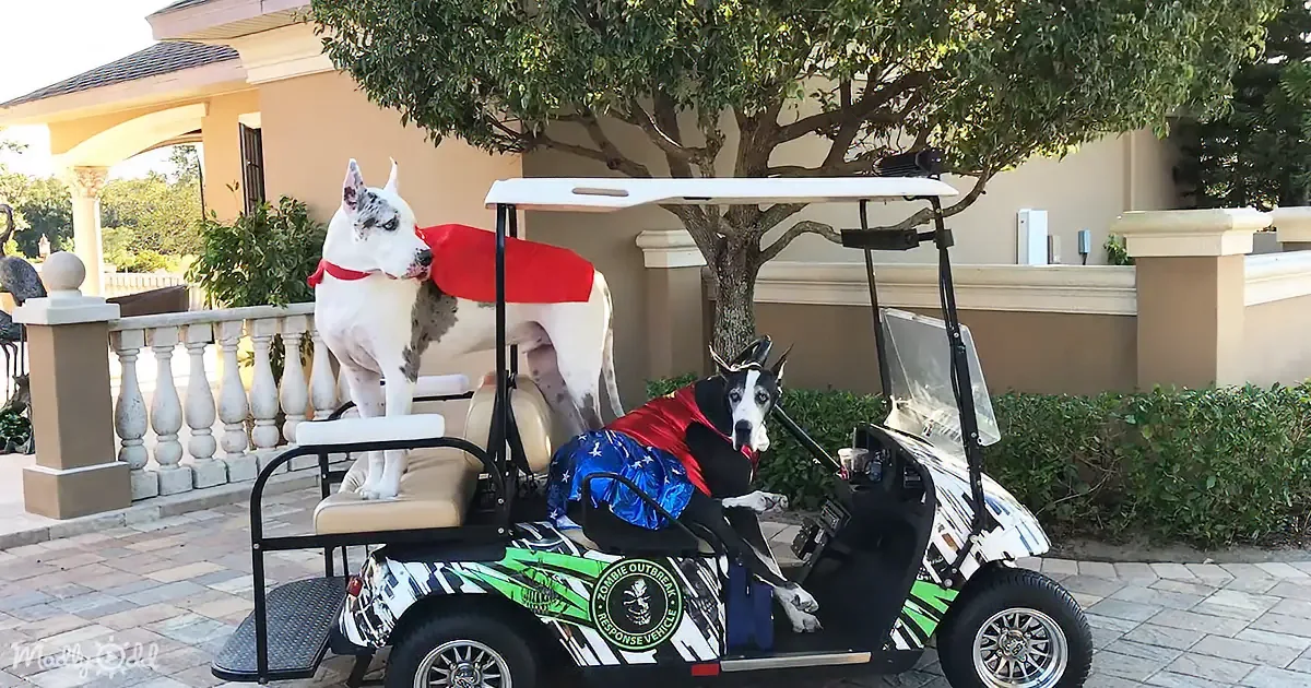 Two dogs in superhero costumes are on a decorated golf cart in front of a house.