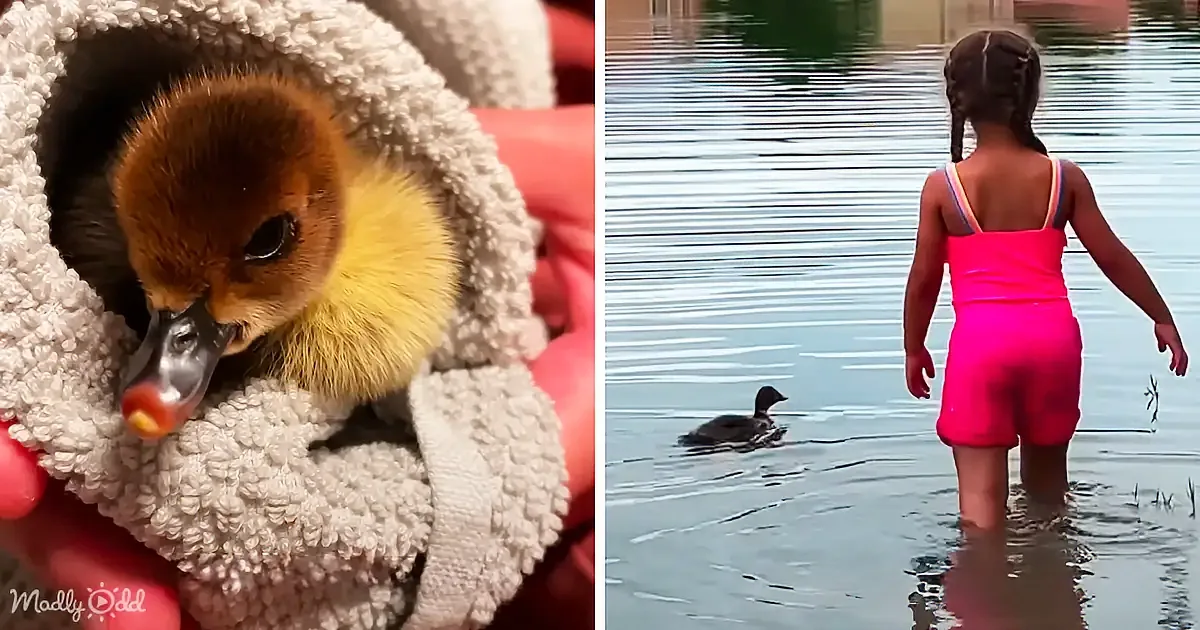 Little Girl Teaches a Duckling Who Was Afraid of the Water How to Swim