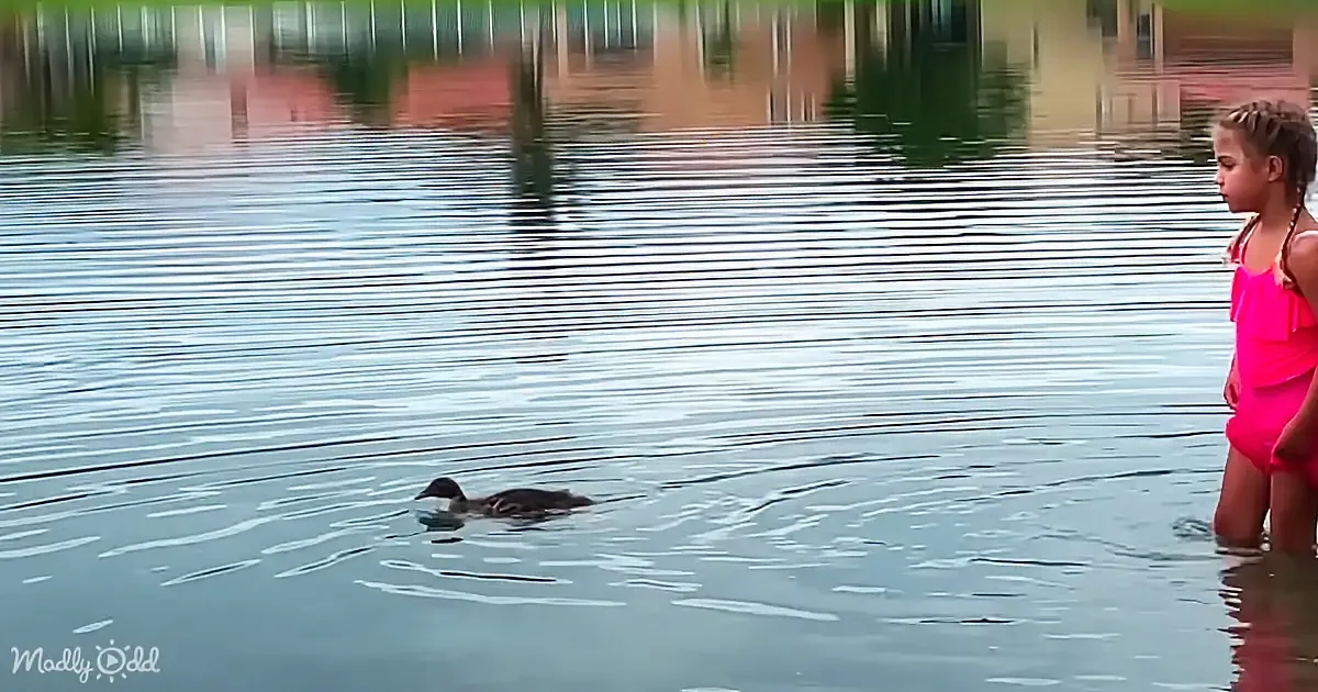 A girl in a pink swimsuit stands in shallow water, watching a duck swimming nearby.