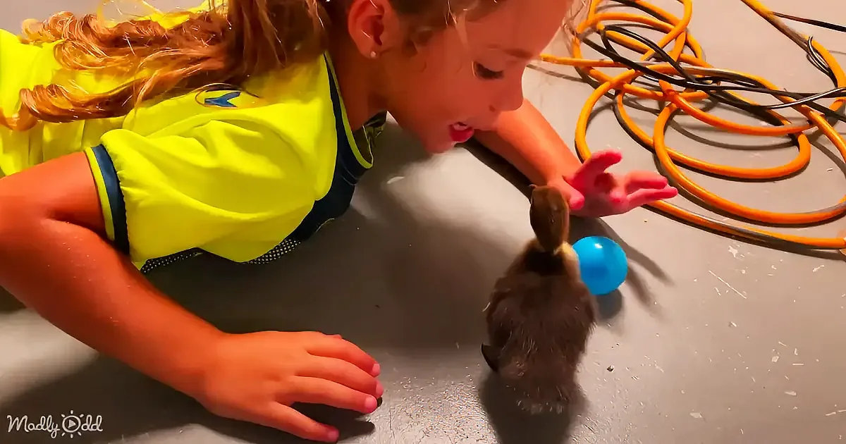 A girl in a yellow shirt interacts with a small animal near a blue ball on a concrete floor.