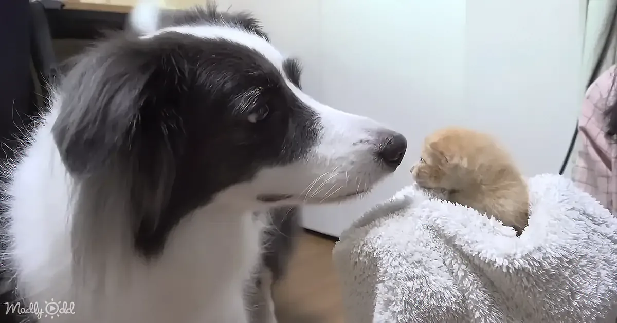 Once Timid Rescue Kitten Adopts Puppy Brother as His Mom