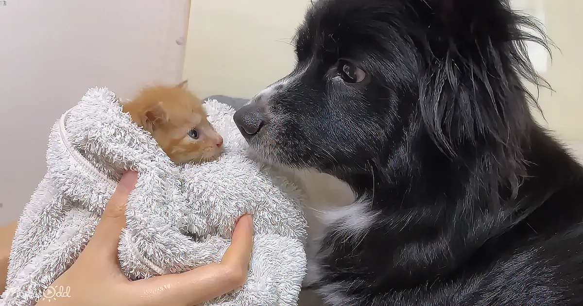 A fluffy black dog gazes at a small orange kitten wrapped in a towel being held by a person.