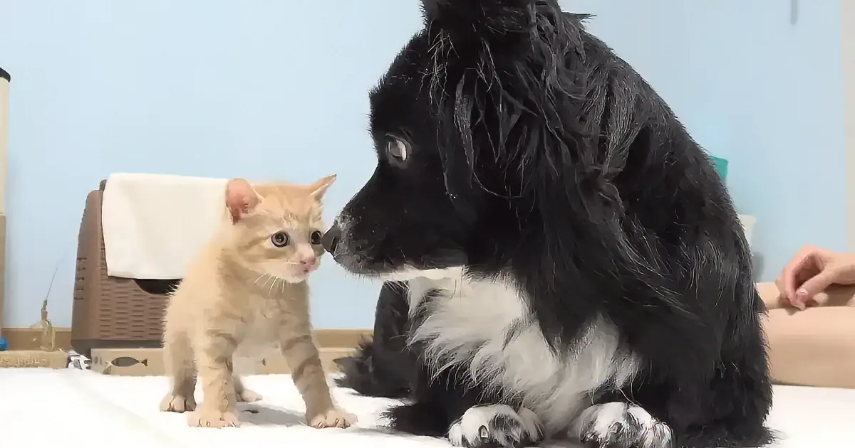 A fluffy black and white dog and a small orange kitten are facing each other, seemingly curious.