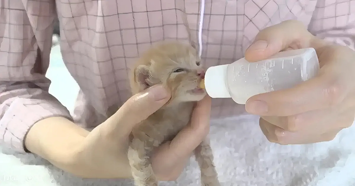 A person is feeding a small kitten with a bottle.