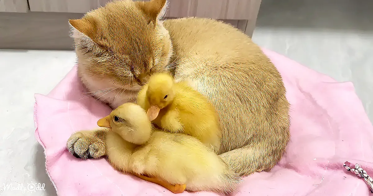 A cat cuddles with two baby ducks on a pink blanket.