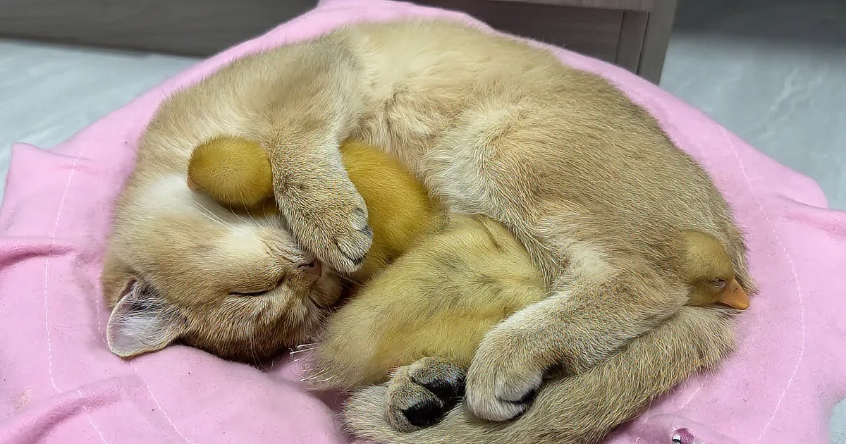Adorable Kitty Becomes a Qualified 'Mama Duck' to Cute Ducklings