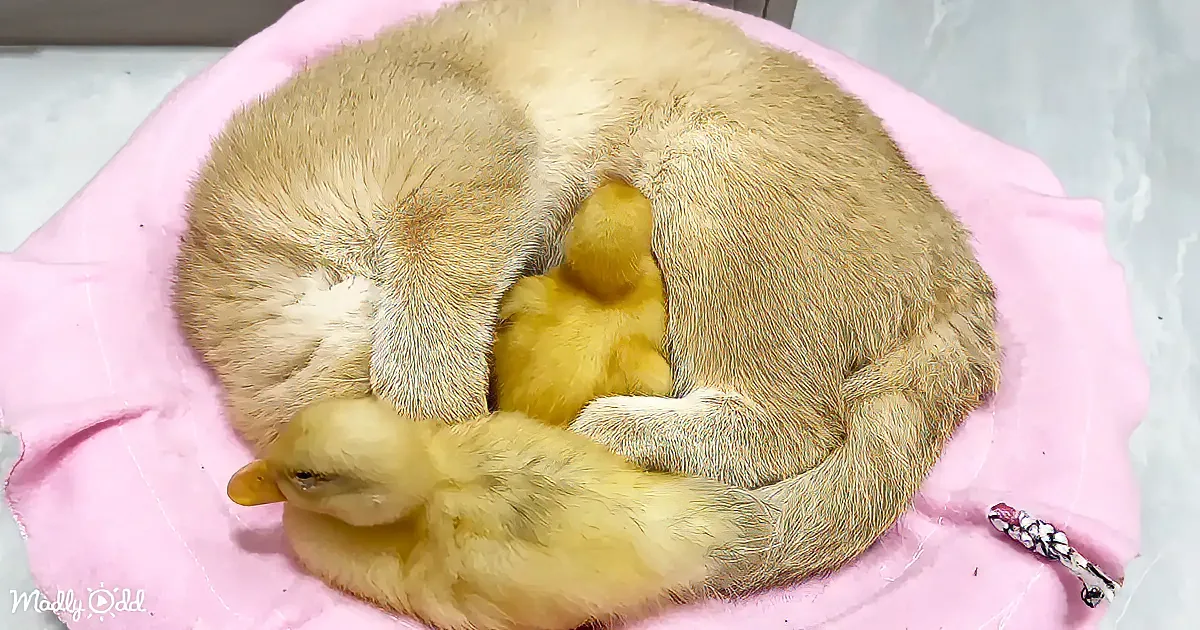A cat curls around a small yellow duckling, both resting on a pink blanket.