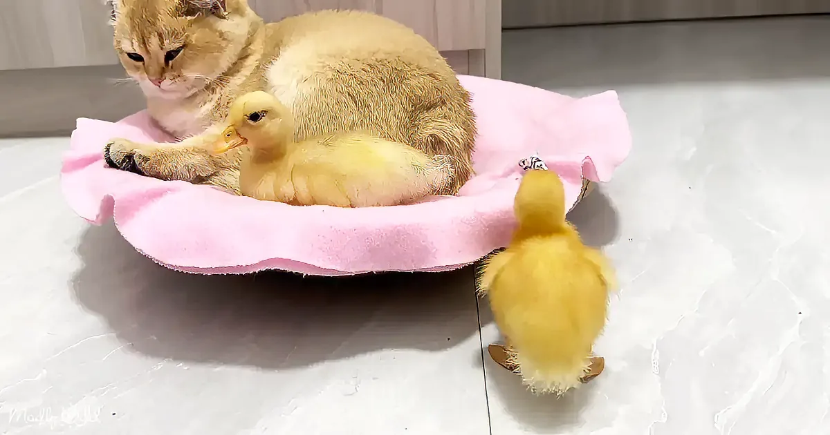 A cat and two baby ducks rest on a pink blanket, with one duck standing nearby.