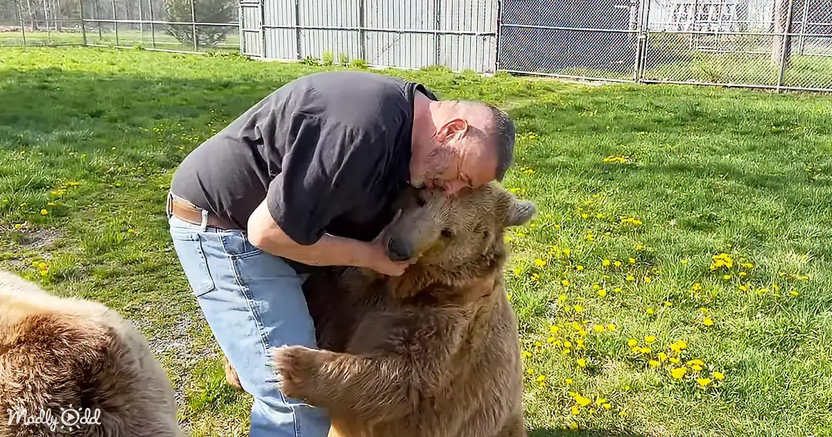 A man is hugging a large brown bear in a grassy field with dandelions.