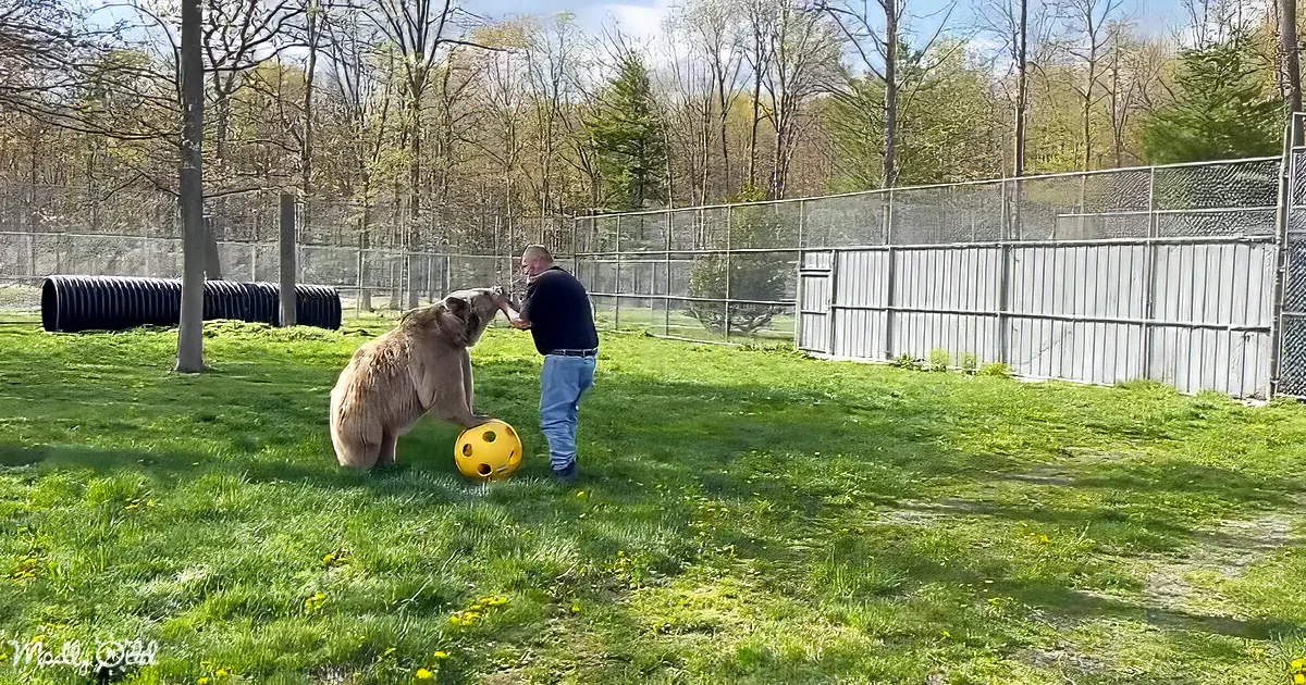 A man interacts with a bear in a grassy enclosure, holding a ball.