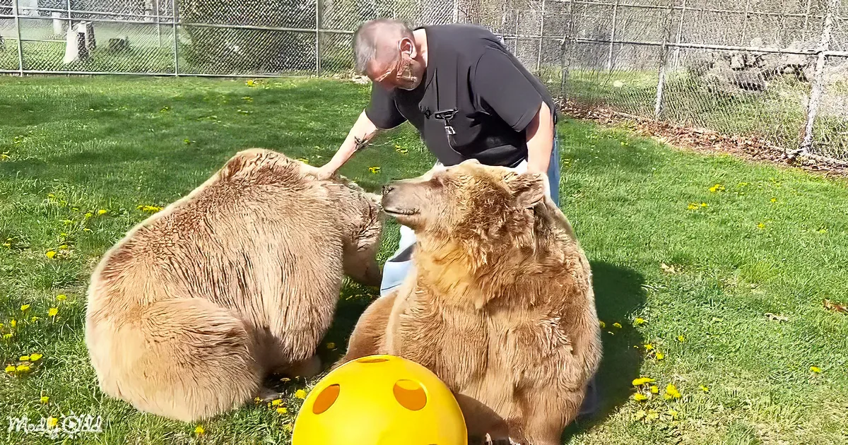 A man pets two large brown bears in a grassy area with a yellow ball nearby.