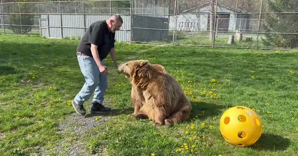 370-Pound Brown Syrian Bear Loves Her New Toy