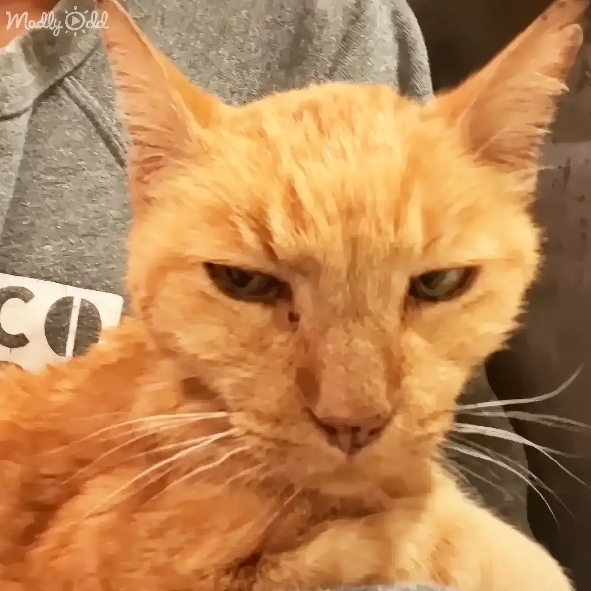 A close-up of an orange tabby cat with a grumpy expression, sitting on someone's lap.