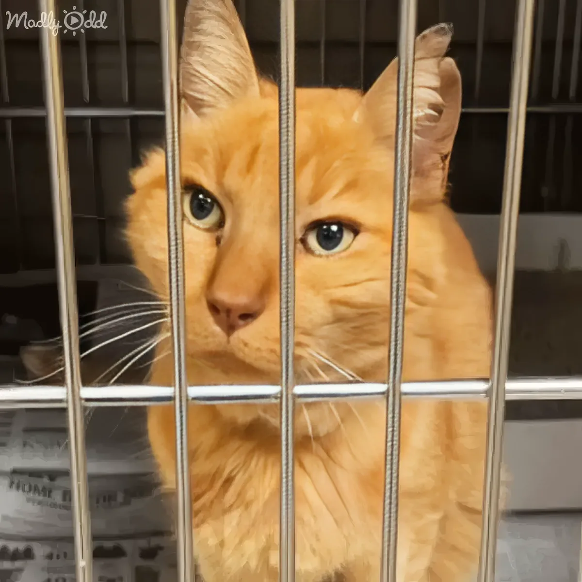 An orange tabby cat with striking blue eyes is behind metal bars, looking directly at the camera.