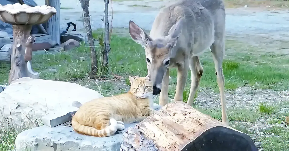 A cat lounges on a rock while a deer stands nearby, both in a grassy yard with a birdbath and tree trunk in the background.