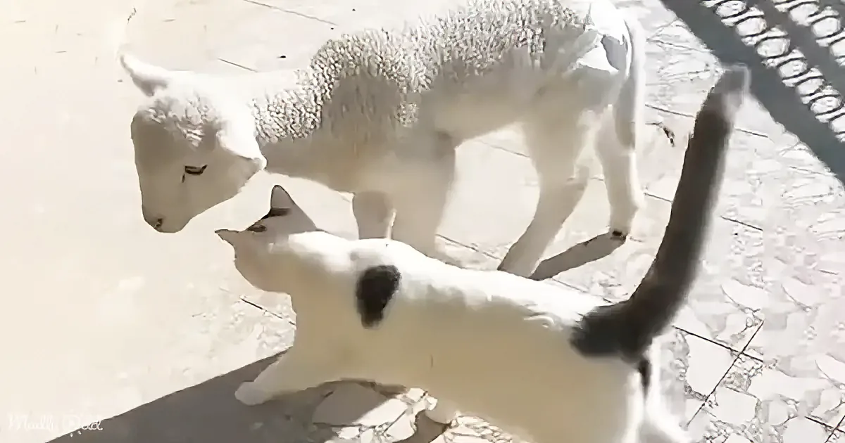 A lamb and a cat are interacting on a tiled surface, with the lamb appearing curious and the cat looking up.