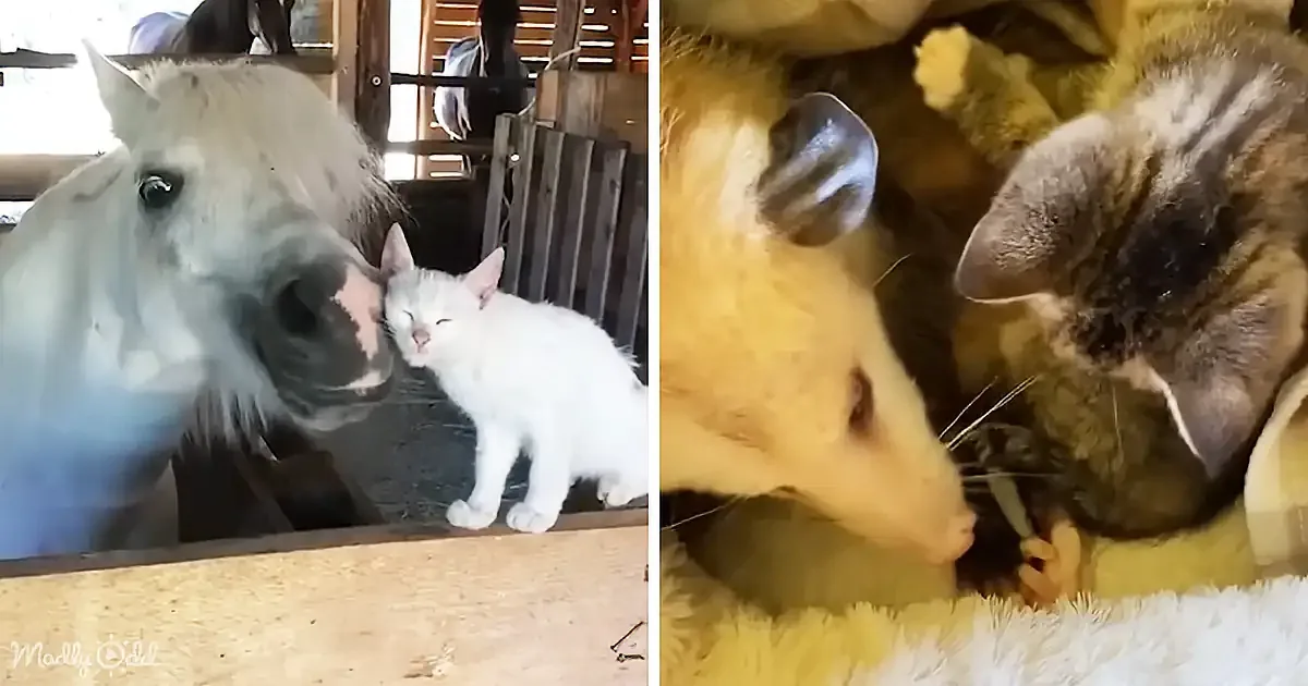 A white horse and a white kitten share a tender moment, while a possum and a cat cuddle in a cozy blanket.