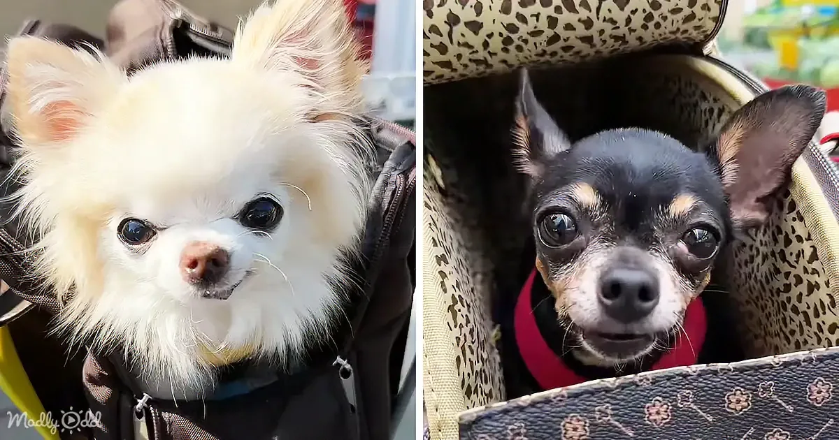 Chihuahua's Adorable Farmers Market Adventure With Brother