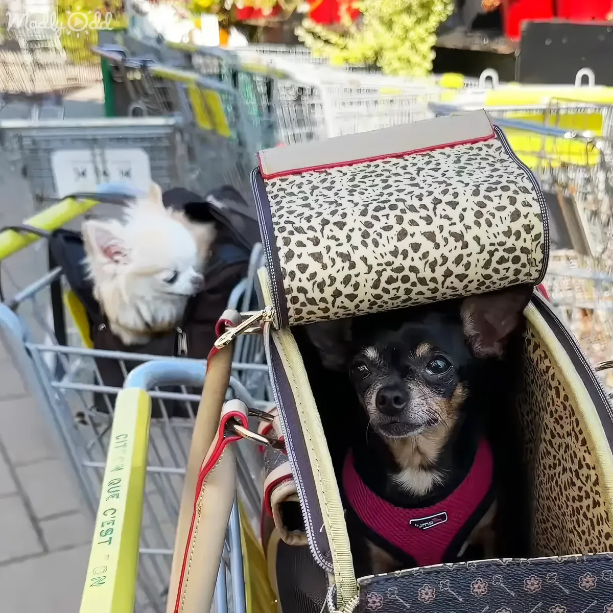 A small dog wearing a pink harness sits in a leopard-print pet carrier attached to a shopping cart.