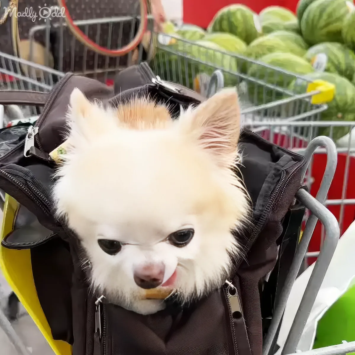 A small white dog with a fluffy coat is sitting in a black bag with a yellow handle, looking slightly confused.
