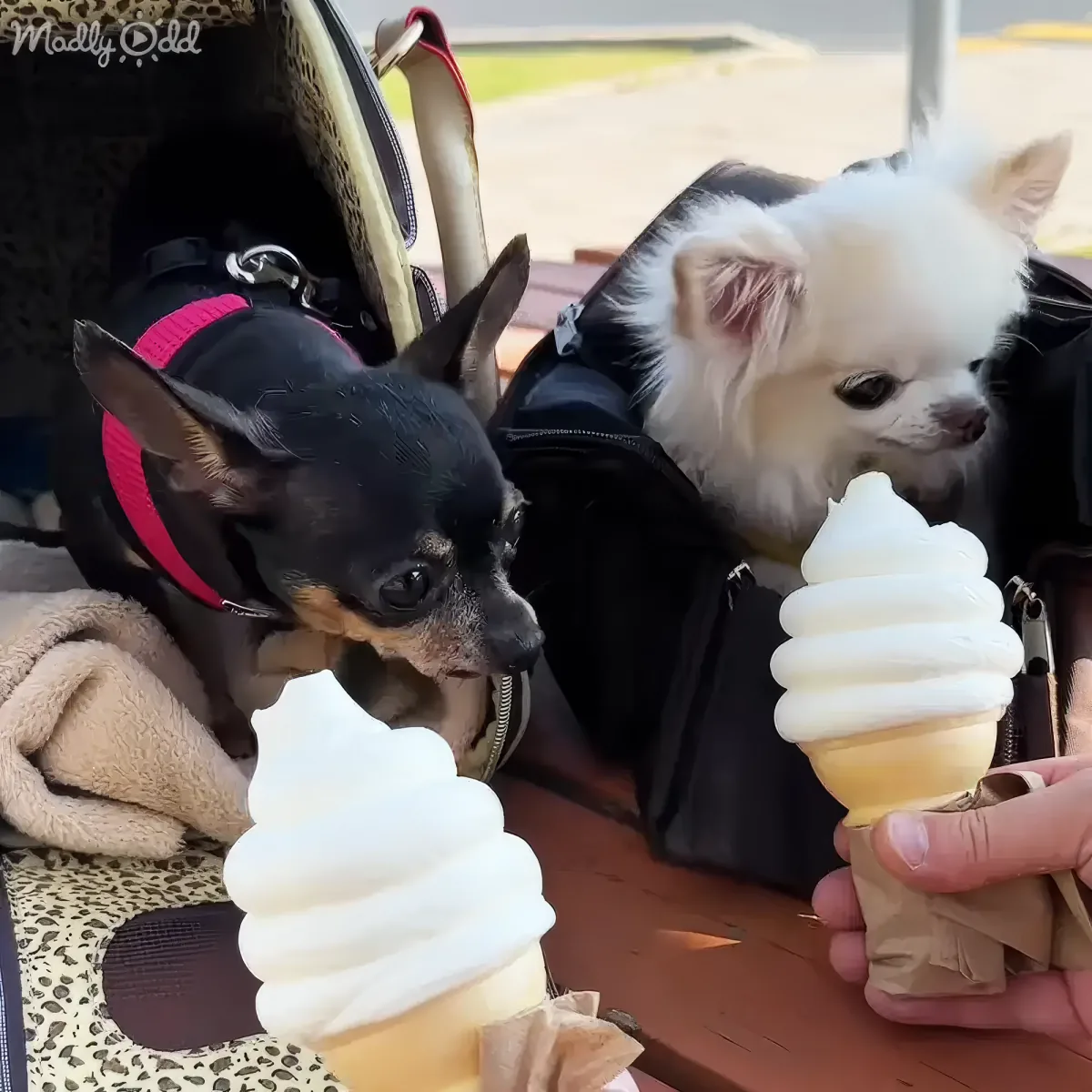 Two small dogs, one black and one white, are sitting in a stroller, eagerly looking at ice cream cones being offered to them.