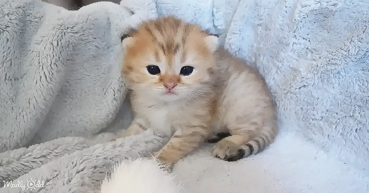 A fluffy, light-colored kitten with striped paws sits nestled in a soft, white textured blanket.