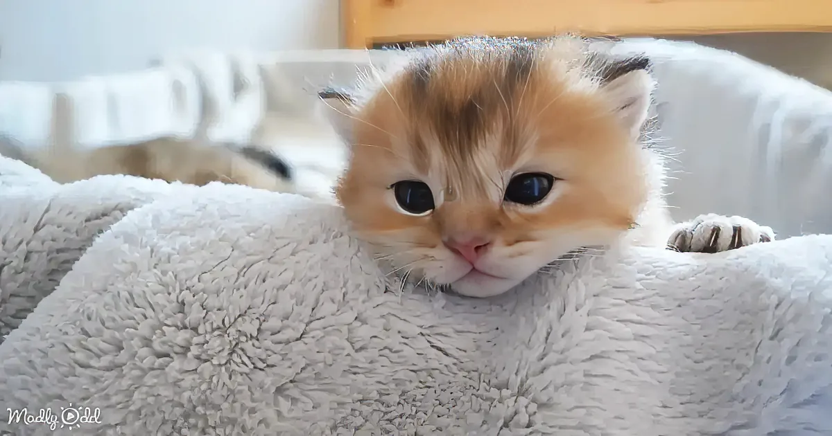 A fluffy orange and white kitten rests on a soft, gray blanket, looking slightly to the side with a curious expression.