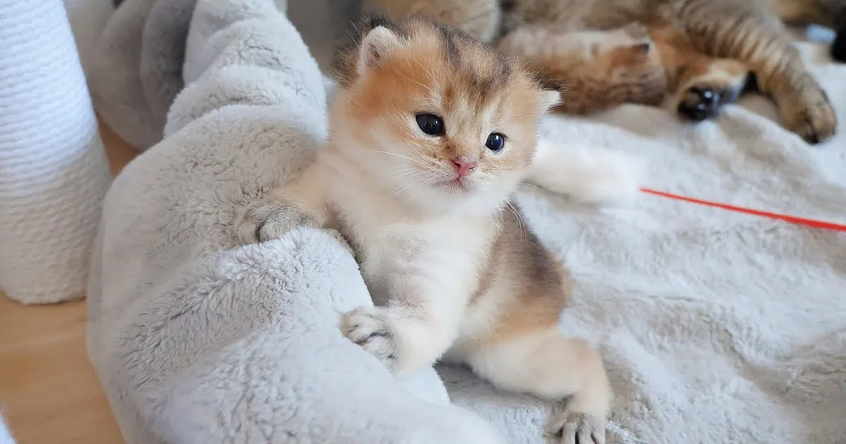 A fluffy orange and white kitten lies on a soft, white blanket, looking directly at the camera.