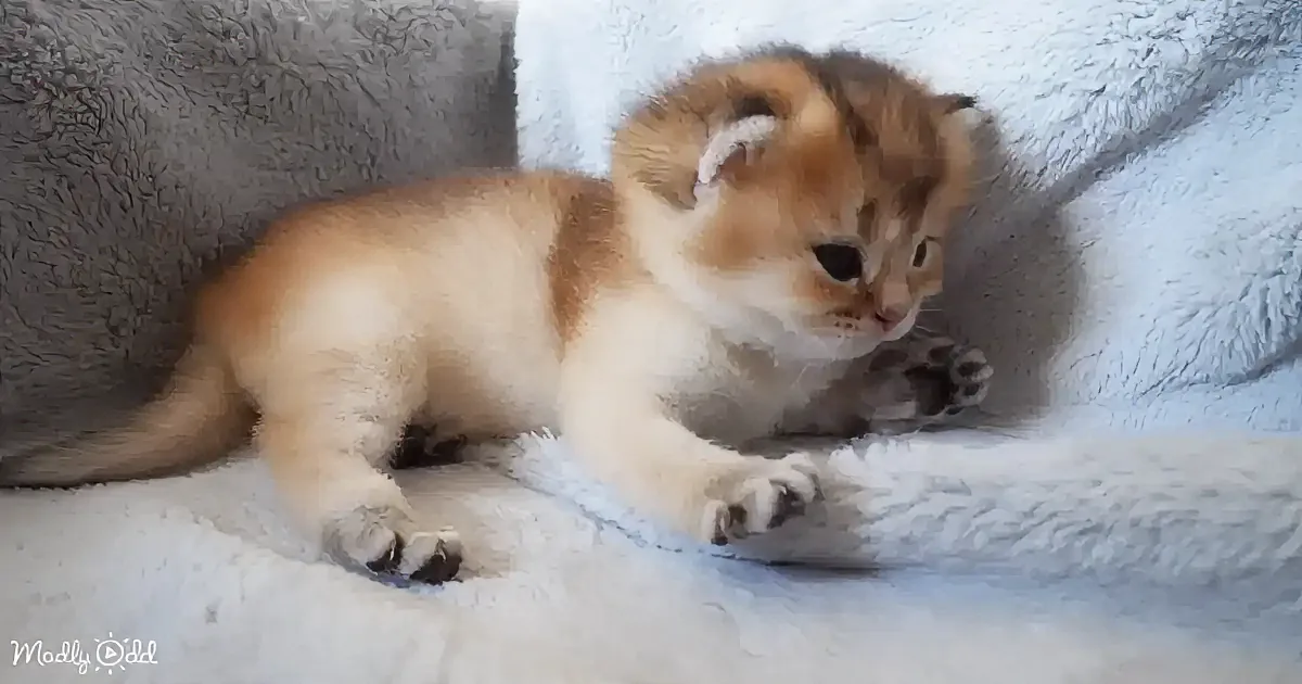 A fluffy orange and white kitten lies on a soft, textured surface, looking slightly to the side.