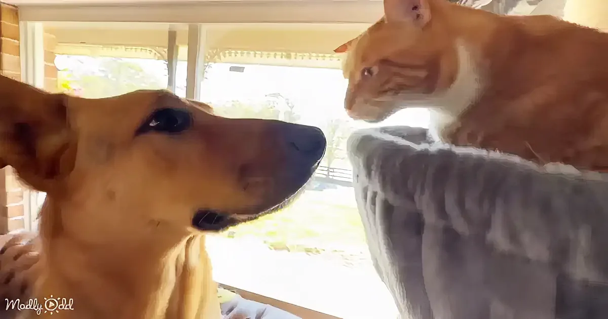A dog and a cat are facing each other, with the dog looking up and the cat appearing curious or attentive.