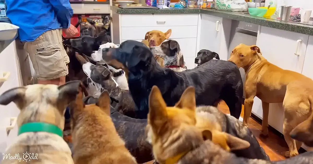 A group of various breeds of dogs gather in a kitchen, eagerly looking up at a person holding a red bowl.