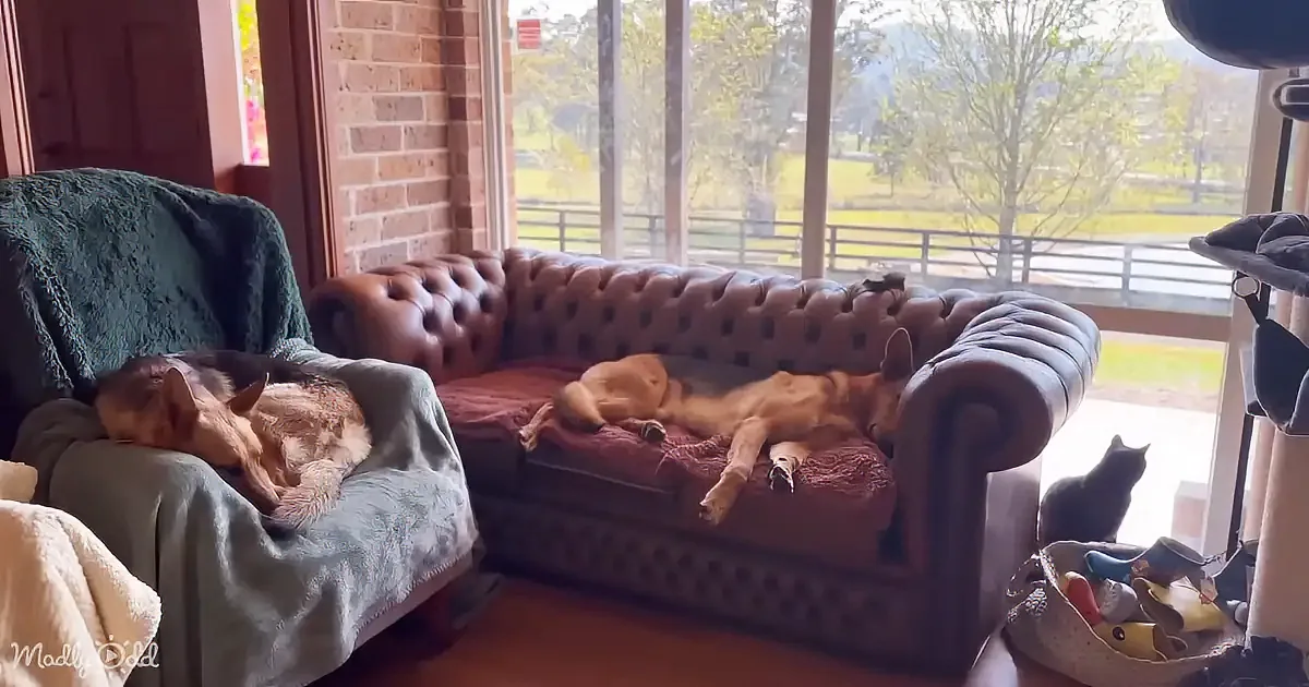 Two dogs and a cat rest on a cozy living room setup with a couch and armchair, enjoying the sunny day outside.