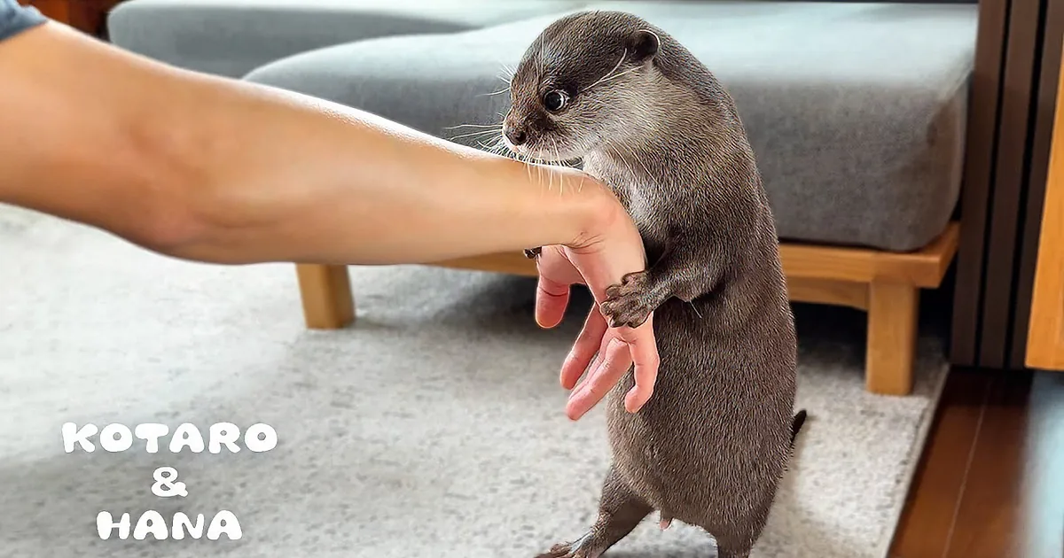 Hana the Otter Steals Hearts With Farewell Blues When Dad Leaves