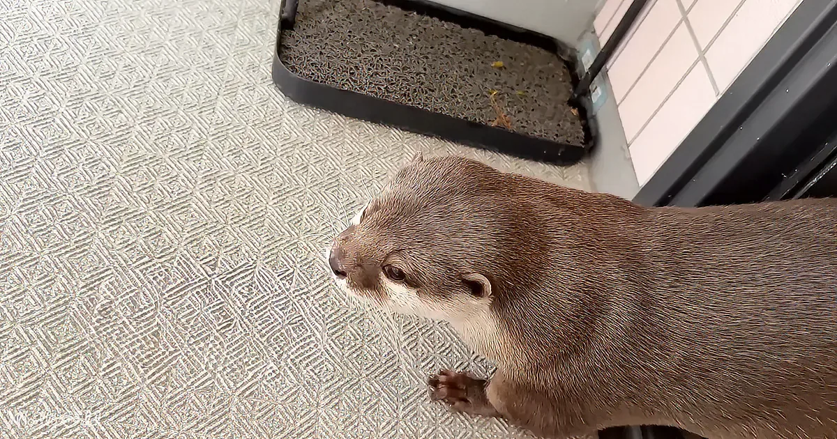 An otter stands on a patterned carpet, looking up, with a black tray and white-tiled wall in the background.