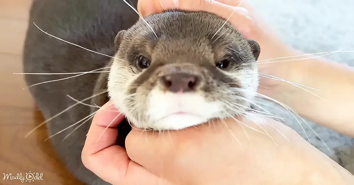 A person gently holds and pets the face of a small, adorable otter with expressive eyes and whiskers.