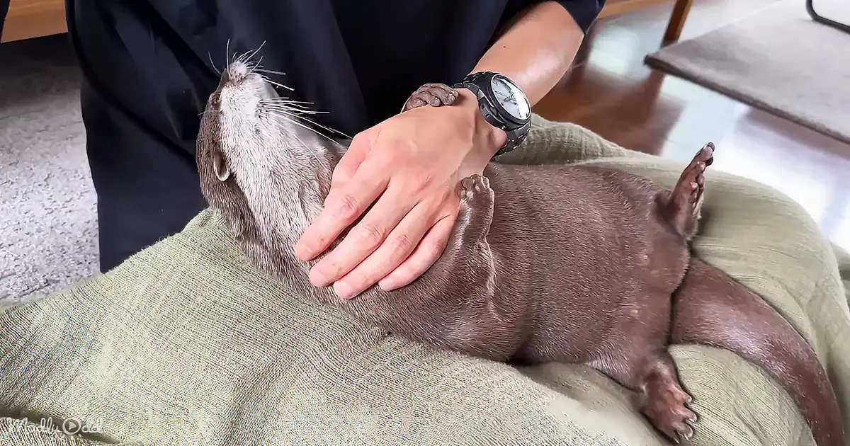 A person gently pets a relaxed otter lying on a cushioned surface.