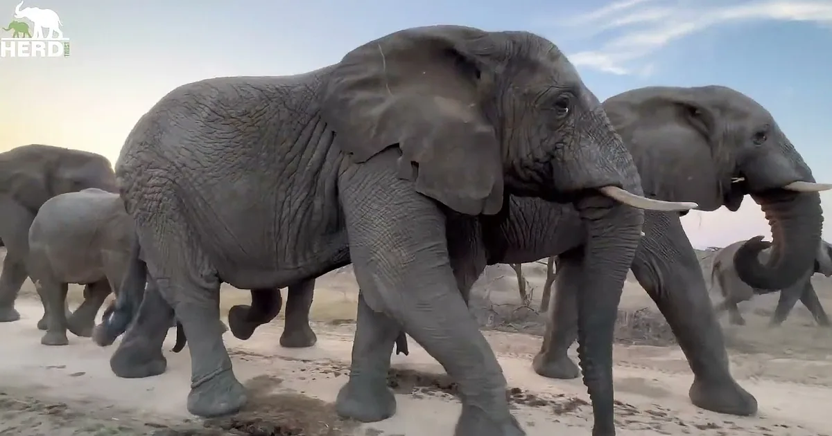 Elephants' Sunrise Adventures and Milk Bottle Moments