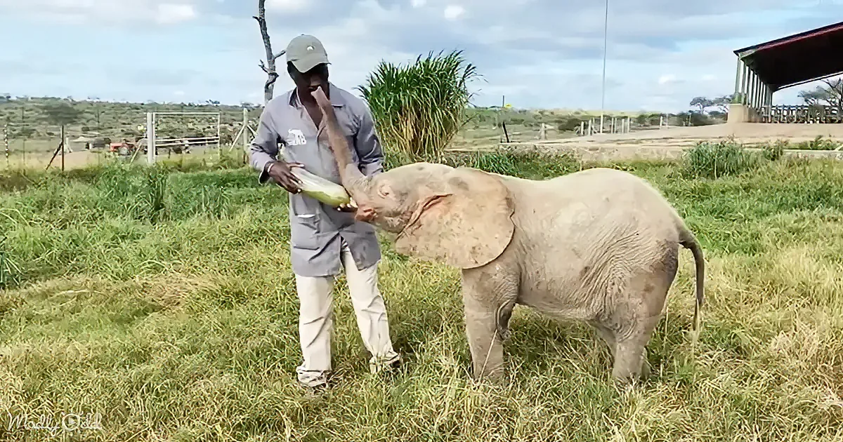 A man feeds a baby elephant corn in a grassy field with a structure in the background.