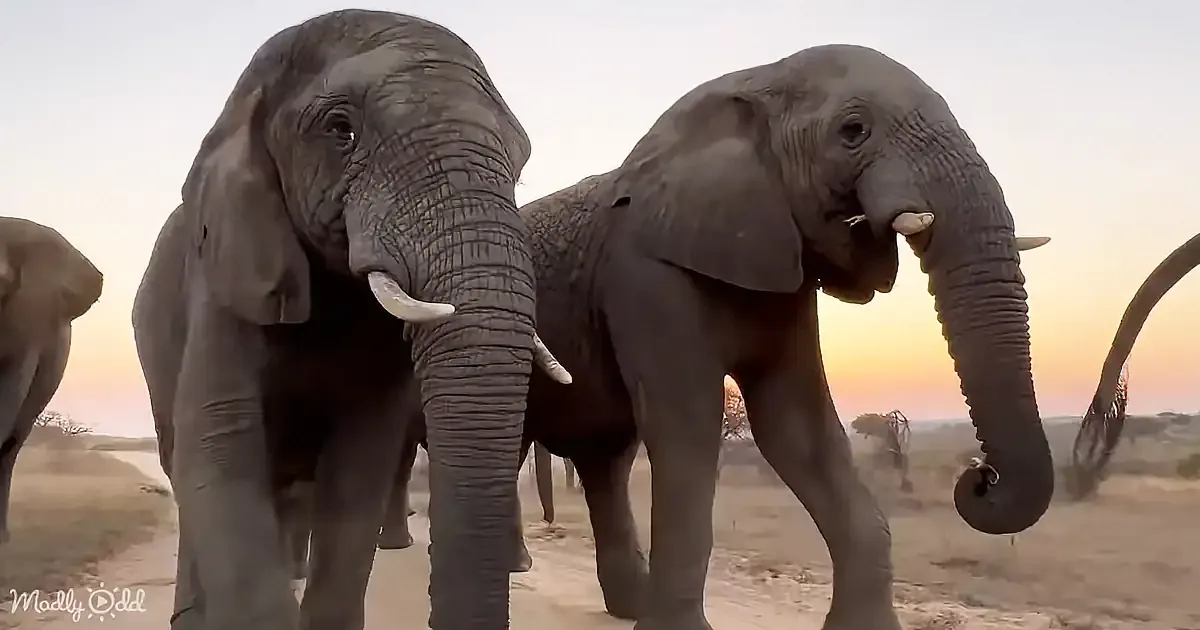 Two elephants with tusks stand close, one raising its trunk, against a sunset backdrop.