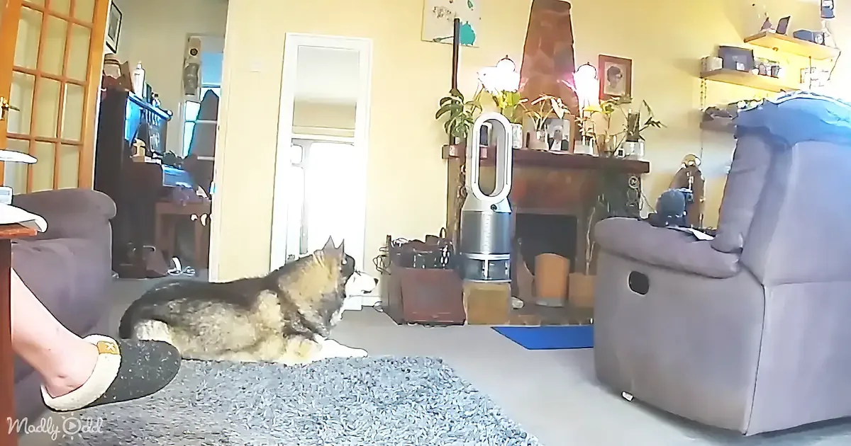 A dog lies on a rug in a cozy living room with a fireplace, plants, and a recliner.