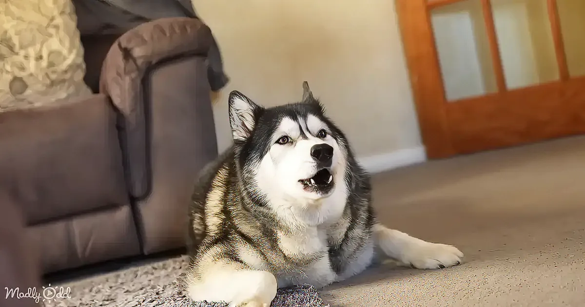 This Husky Can't Resist Commenting on His Beloved British Soaps