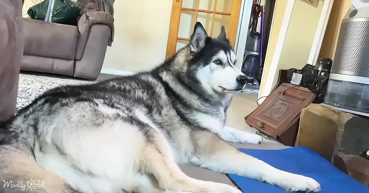 A relaxed husky dog with striking blue eyes lies on a blue mat in a cozy living room.
