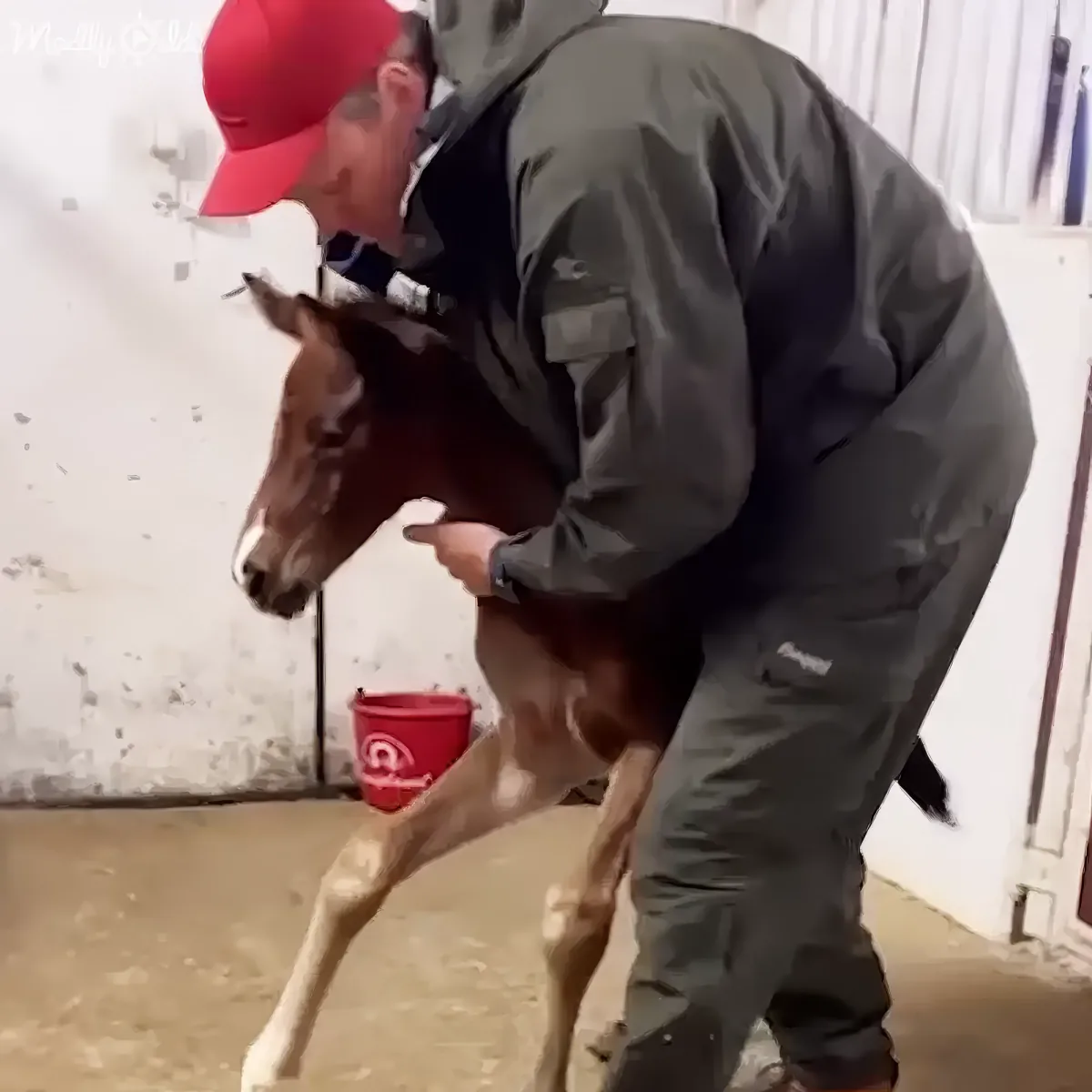 A man in a red cap and green jacket is holding and supporting a small brown foal indoors.